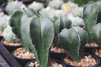 Close-up of succulent plant