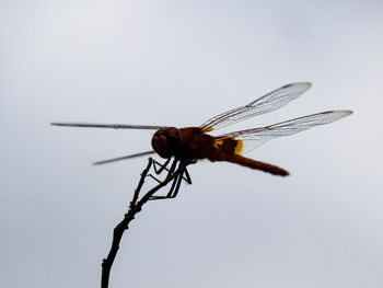 Close-up of dragonfly on plant against clear sky