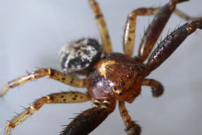 Close-up of spider