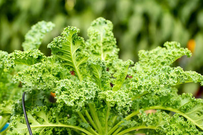 Close-up of fresh green plants