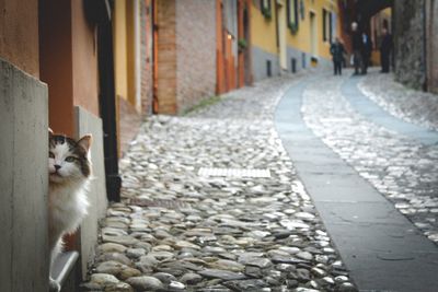 Portrait of cat on alley amidst buildings