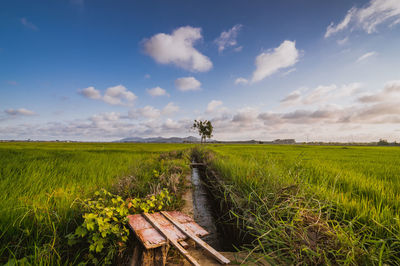 Scenic view of agricultural field against sky