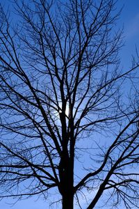 Low angle view of bare tree against sky