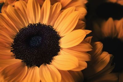 Detail shot of flower against blurred background