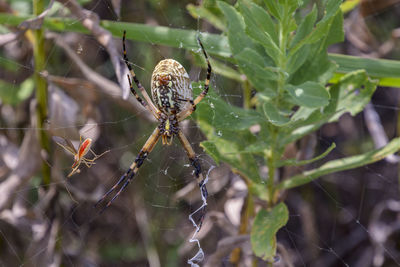 Close-up of spider on web