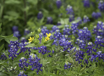 Close-up of purple flowering plants on field