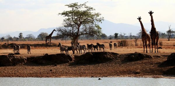 Zebra and giraffes at mikumi national park