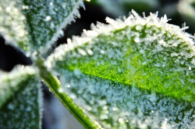 Close-up of fresh green plant