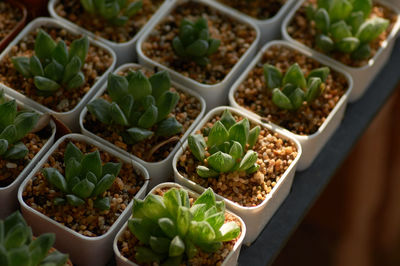 High angle view of vegetables in container