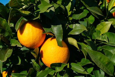 Close-up of orange on plant