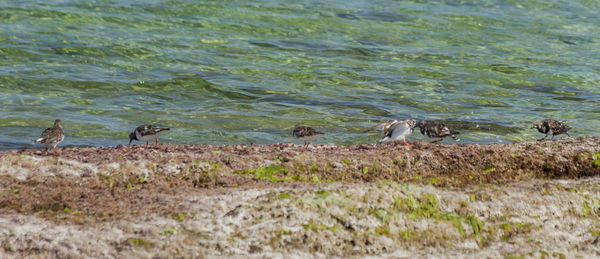 Ducks on grass