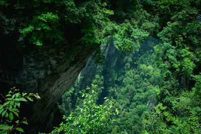 Scenic view of forest