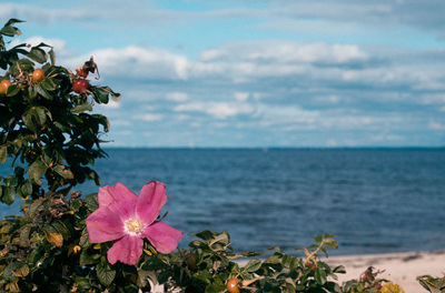 Close-up of pink flowering plant by sea against sky