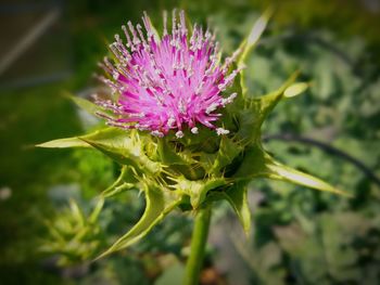 Close-up of thistle flower