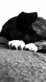 Close-up of dog sleeping on floor