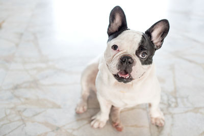 French bulldog lying on the floor in house.