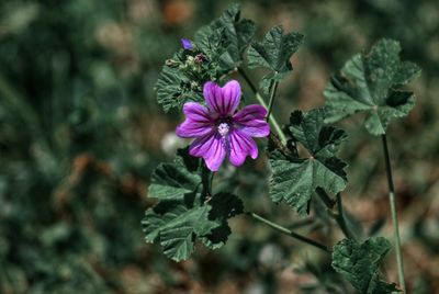 Close-up of pink flowering plant