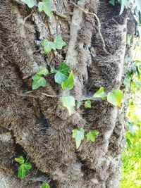 Close-up of tree trunk