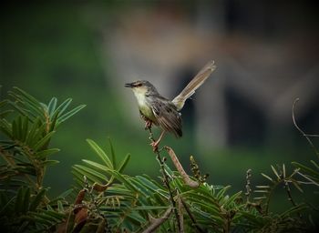 Close-up of bird perching on plant