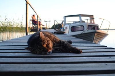 Cat sleeping in car