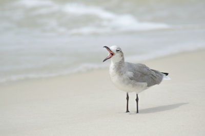 Close-up of bird on sand at beach