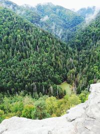 High angle view of lush foliage in forest