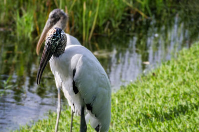 Close-up of bird on grass