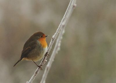 Close-up of bird perching outdoors