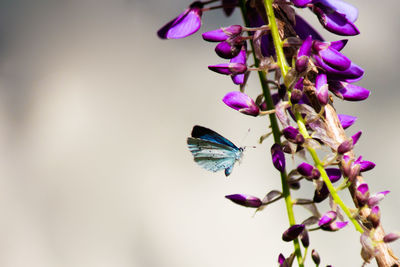 Close-up of butterfly on purple flowers