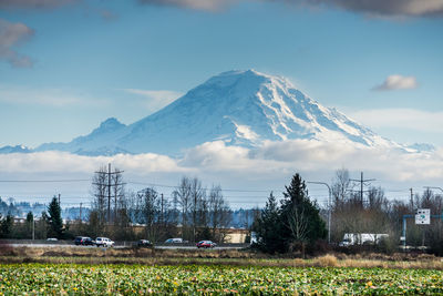 A view of a field with mount rainier in the distance in auburn, washington.