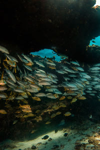 Fish swimming in sea