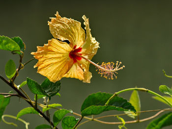 Hibiscus is a flower grown as a hedge in vietnam