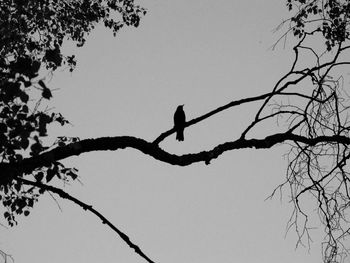 Low angle view of bird perching on branch against sky