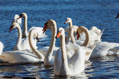 Swans swimming in lake