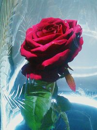 Close-up of red rose against sky