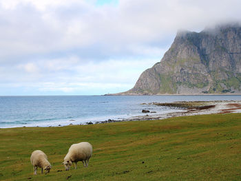 Sheep in a sea