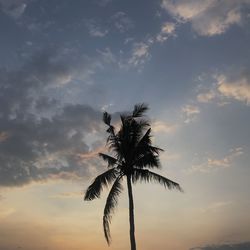 Low angle view of silhouette coconut palm tree against sky