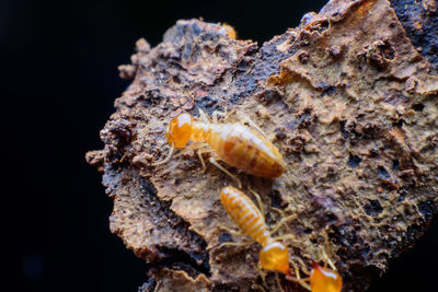 Close-up of caterpillar on sea