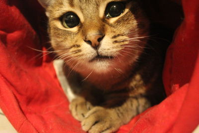 Close-up portrait of cat