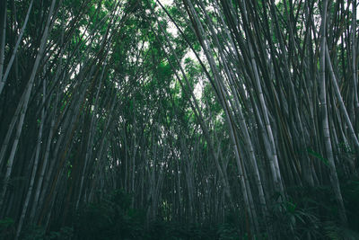 Full frame shot of trees in forest