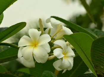 Close-up of white flowers