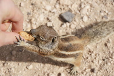 Close-up of cropped hand