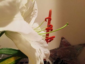 Close-up of flower against blurred background