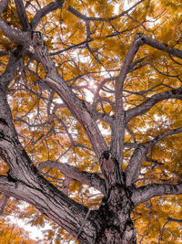 Low angle view of bare tree against sky