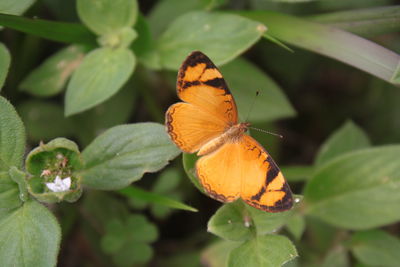 Close-up of butterfly pollinating on flower