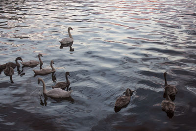 High angle view of swans swimming in lake