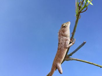 Low angle view of a lizard on tree against blue sky