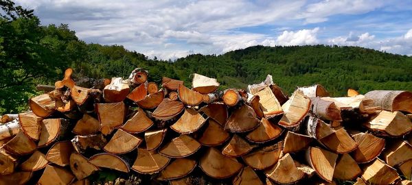 Stack of logs in forest against sky