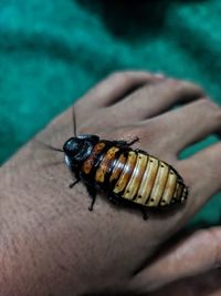 Close-up of hand holding insect