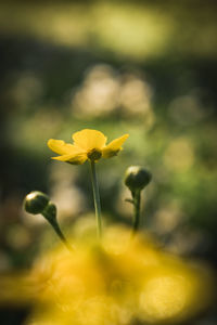 Close-up of yellow flowering plant